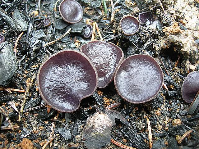 Il Fungo della settimana  (2)   Peziza violacea   Pers.